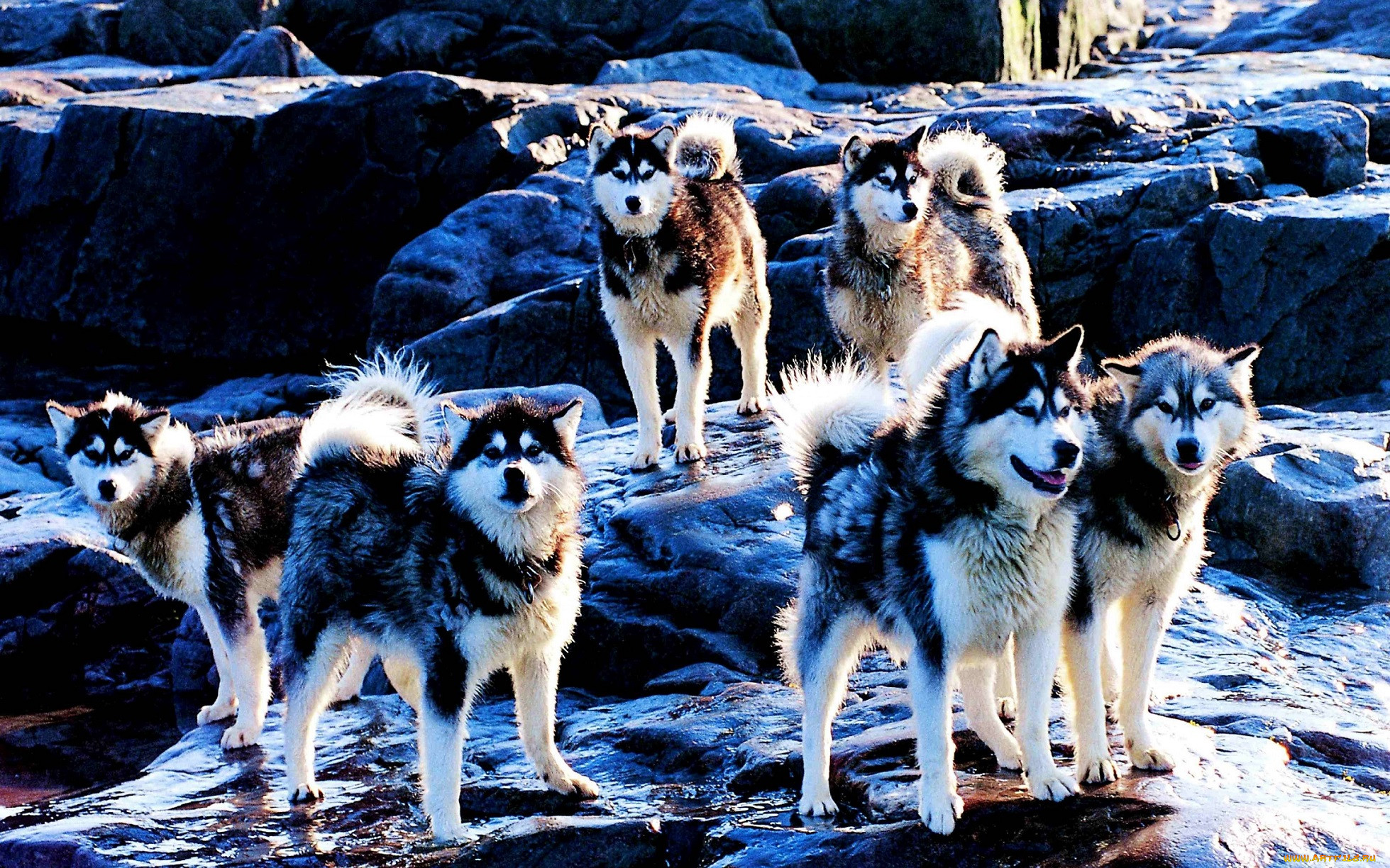 , , , , huskies
